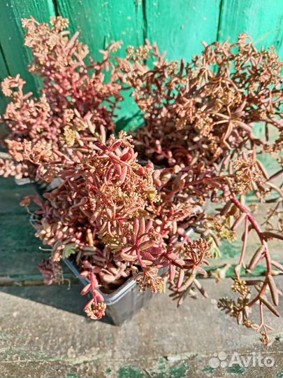 Очитки, Молодило