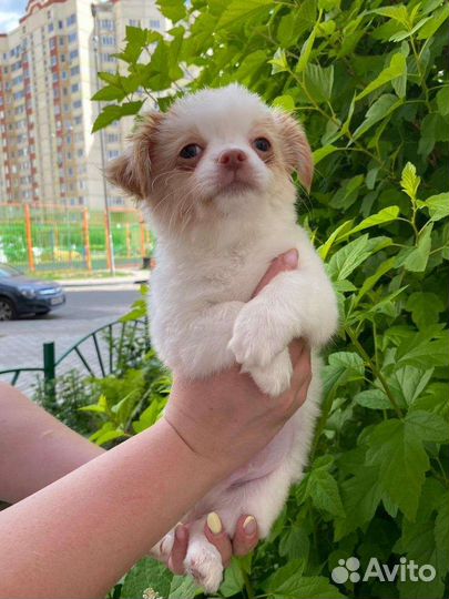 Щенки чихуахуа длинношерстные