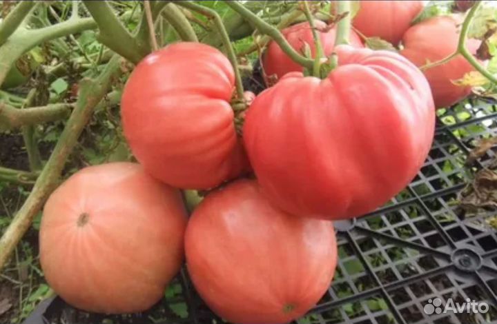 Собственные семена томата Болгарская Хала