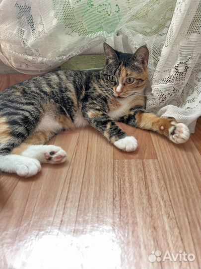 Кошка в добрые руки
