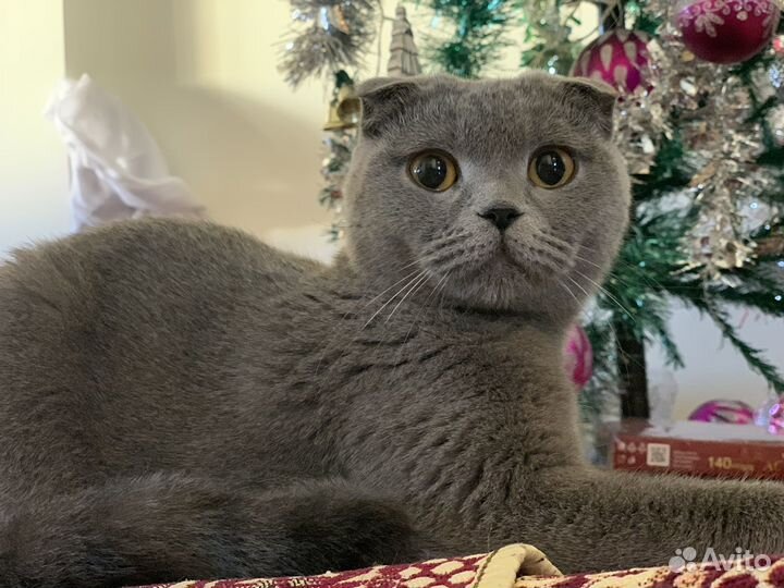 Шотландская вислоухая кошка вязка бесплатно
