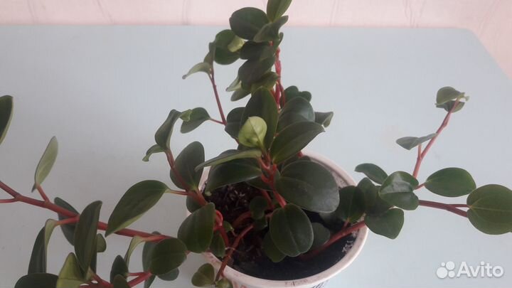 Неприхотливые растения - Пеперомия и Юкка