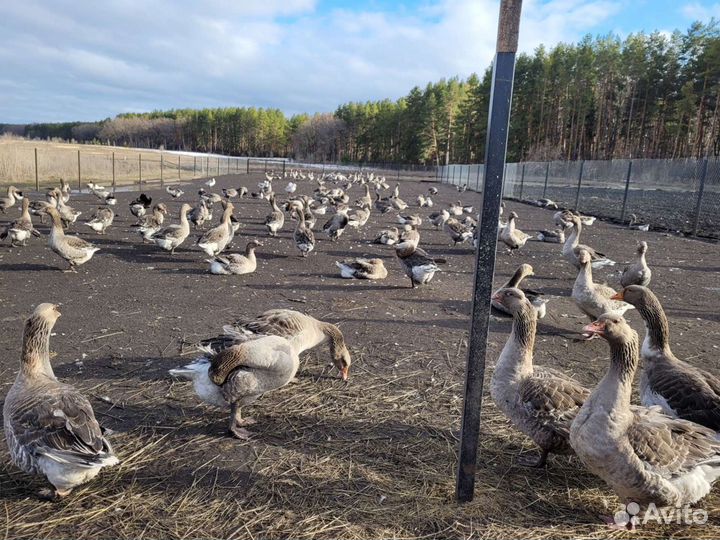 Инкубационное яйцо гусей 2024 год