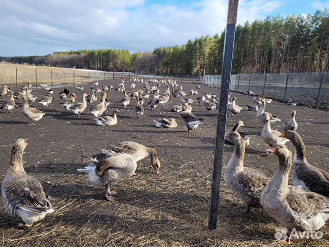 Инкубационное яйцо гусей 2024 год