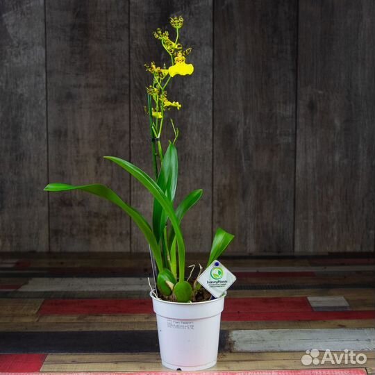 Орхидея Камбрия желтая