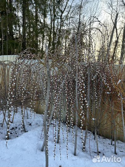 Ива на штамбе. Саженцы ивЫ плакучей