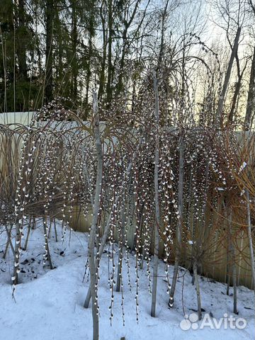 Ива на штамбе. Саженцы ивЫ плакучей