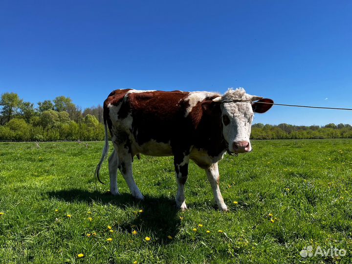 Корова дойная
