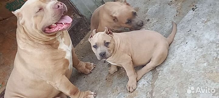 Американский булли xl