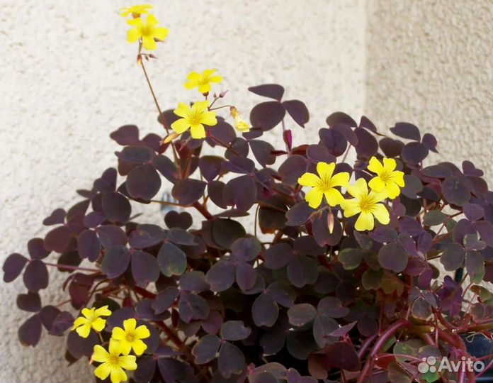 Кислица (оксалис) садовая