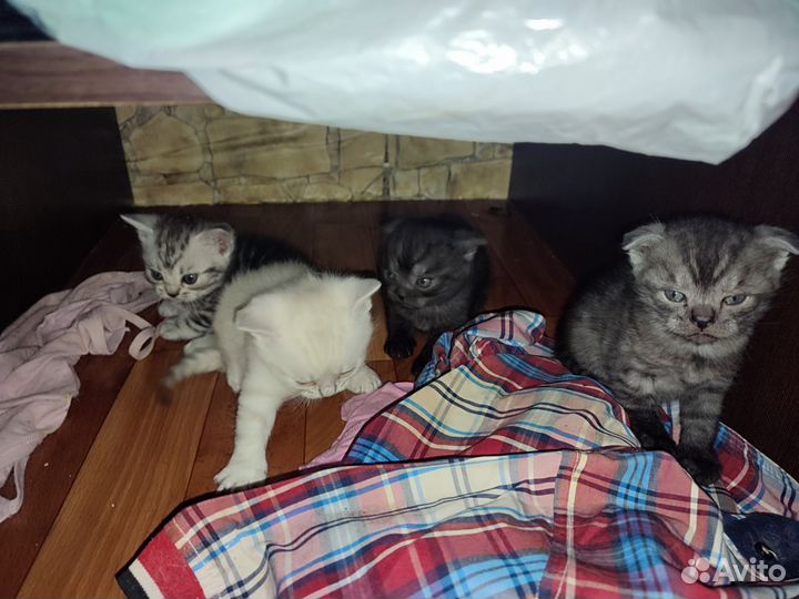 Котята, веслухие британцы