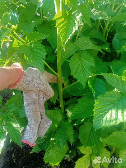 Саженцы ремонтантной малины