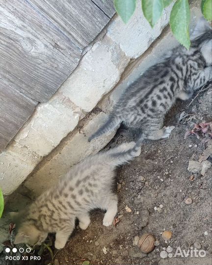 Котята