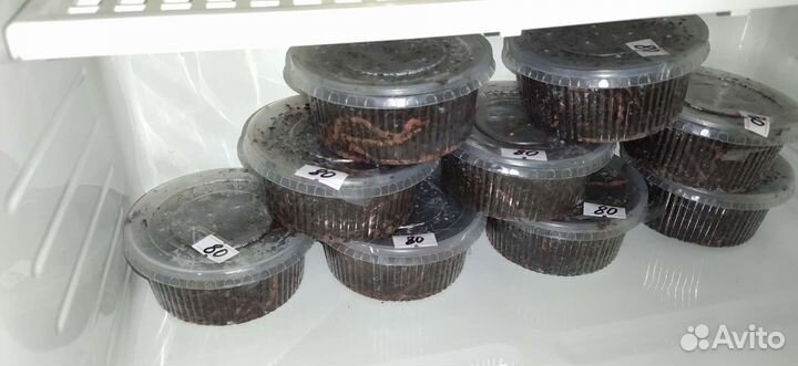 Черви для рыбалки