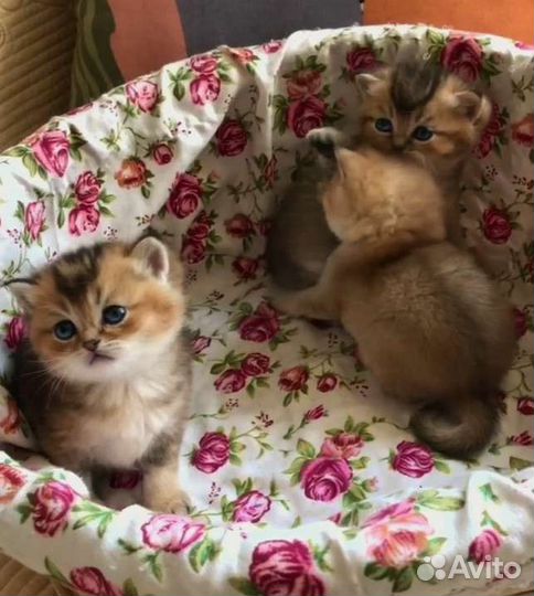 Британские котята