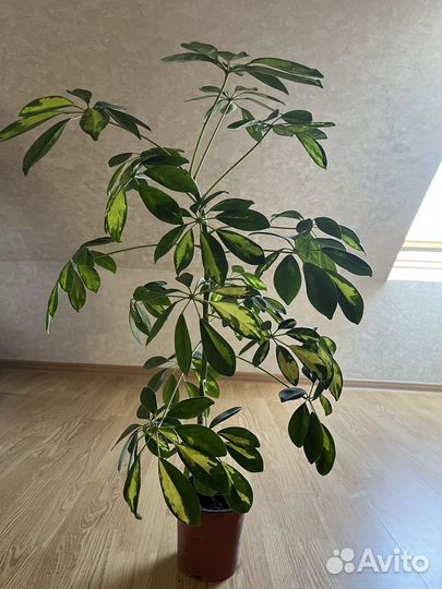 Комнатные цветы шефлера