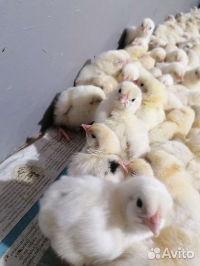 Цыплята бройлеры