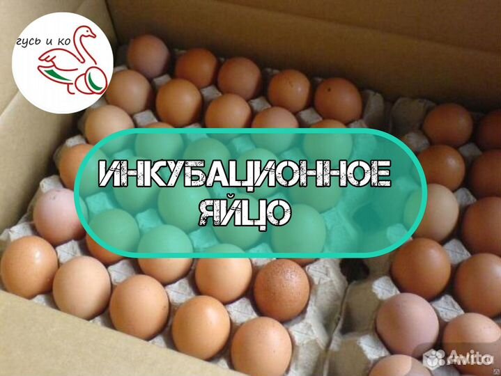 Яйцо для инкубации