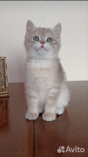 Британская