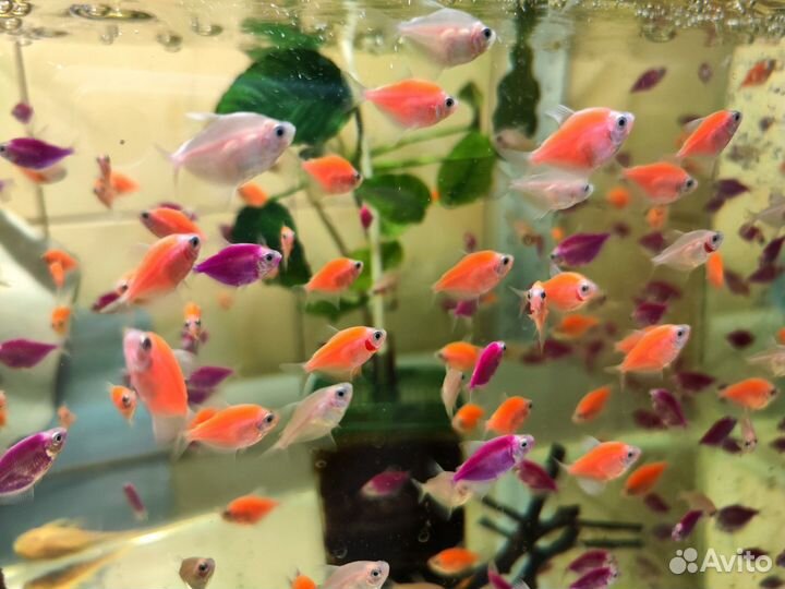 Рыбки Тернеции