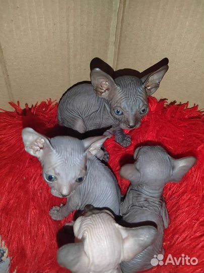 Канадский сфинкс