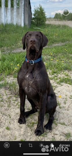 Курцхаар вязка