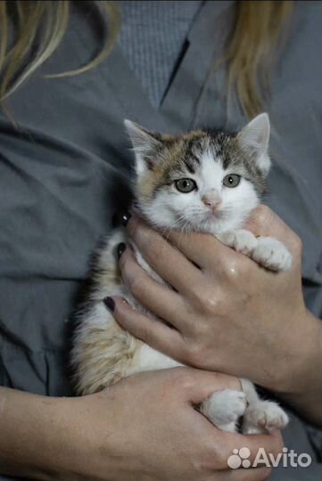 Кошечка ищет семью