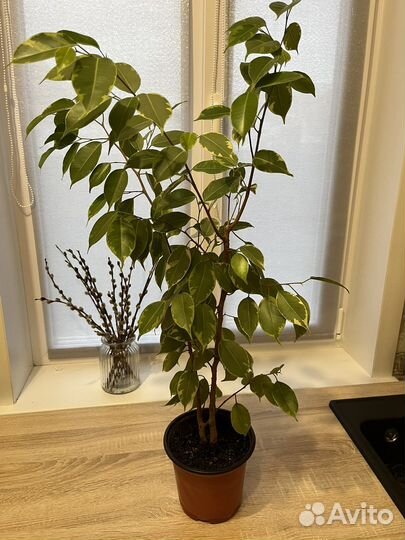 Фикус Бенджамина