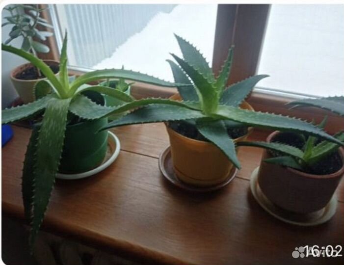 Цветок алоэ