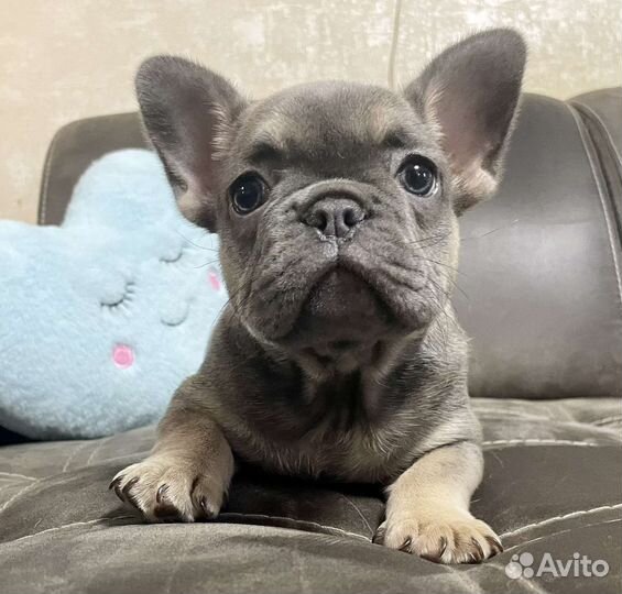 Французский бульдог голубой щенки