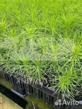 Сеянцы зкс Сосна окс Ель Лиственница Горная