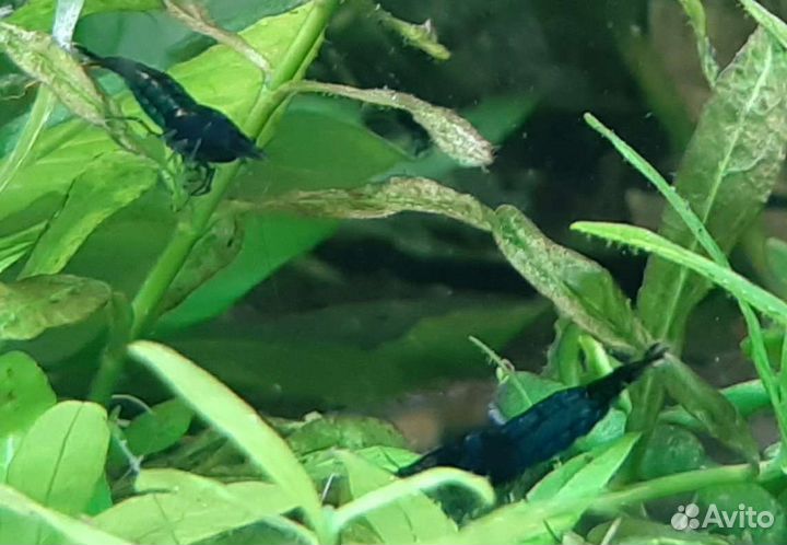 Креветки аквариумные Блю Дрим