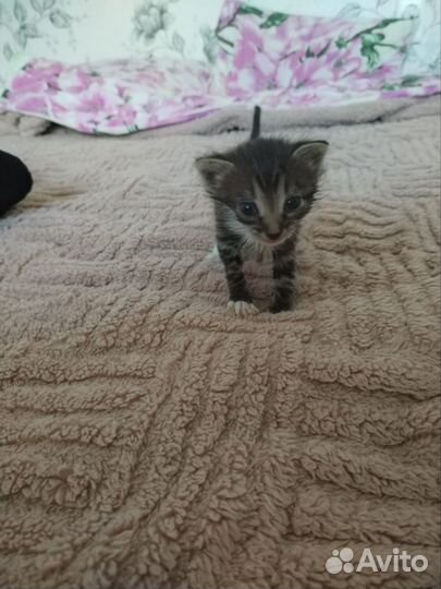 Отдам бесплатно в добрые руки