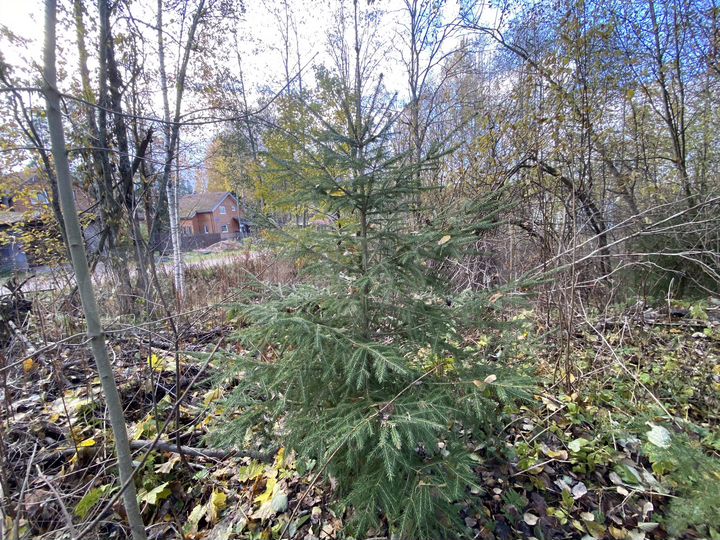 Участок 12 сот. (ИЖС)