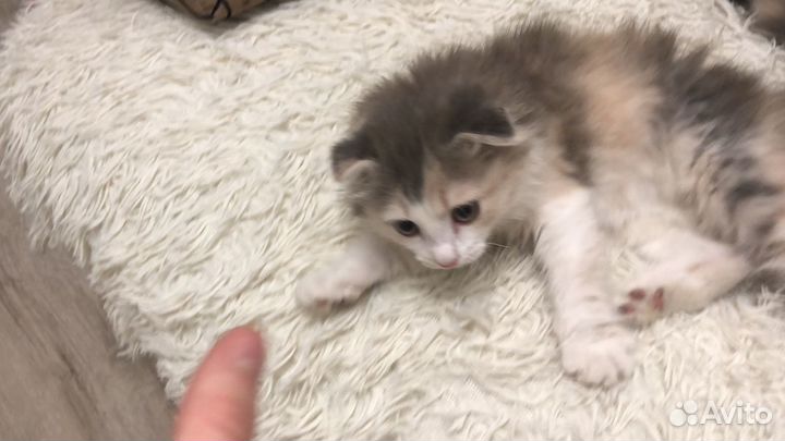 Котенок вислоухий девочка