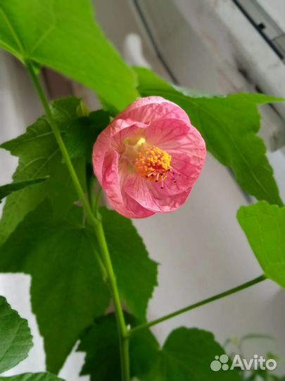 Цветы в дом