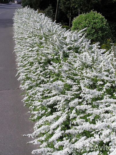 Спирея Грефшейм