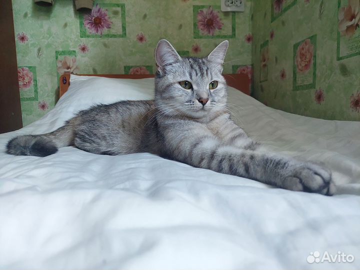 Шотландская кошка вязка