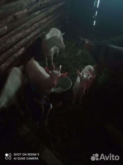 Зааненские козы