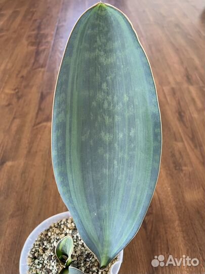 Сансевиерии