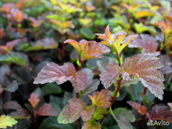 Пузыреплодник Schuch Шух Саженцы Оптом