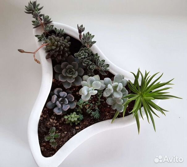 Суккуленты (детки и взрослые)