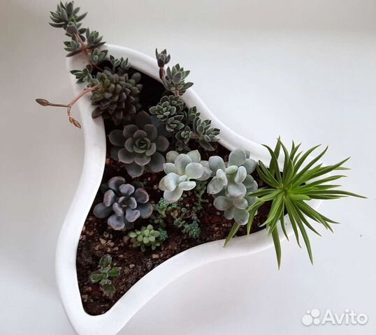 Суккуленты (детки и взрослые)