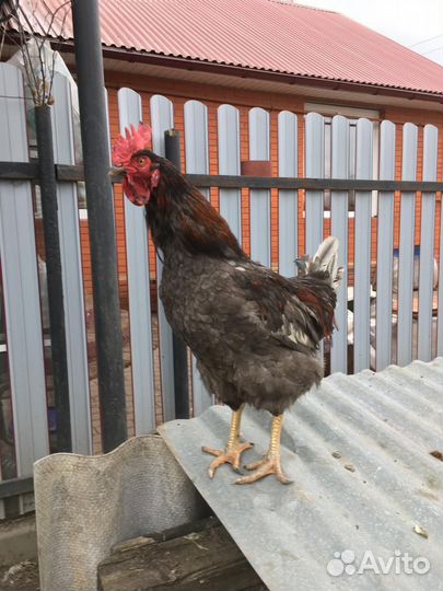 Молодые петухи