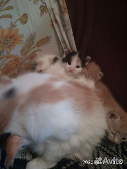 Котята в добрые руки