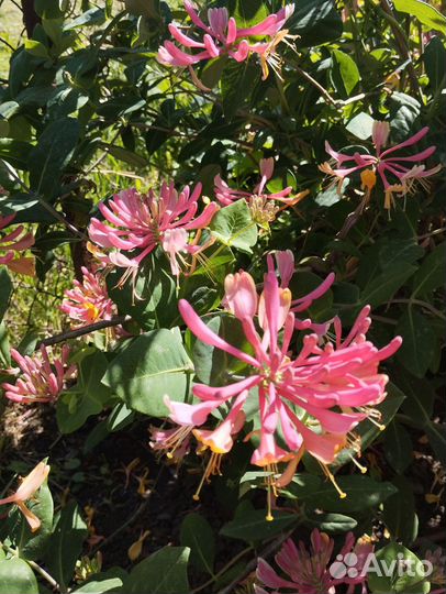 Каприфоль,лиана