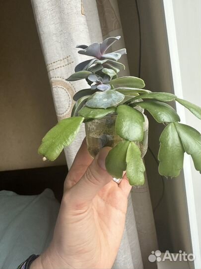 Декабрист отростки