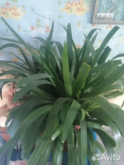 Комнатные цветы