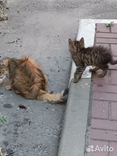 Кошка с котятами