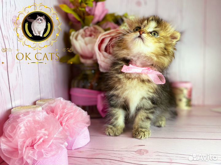 Pixel. Эксклюзивная девочка манчкин long